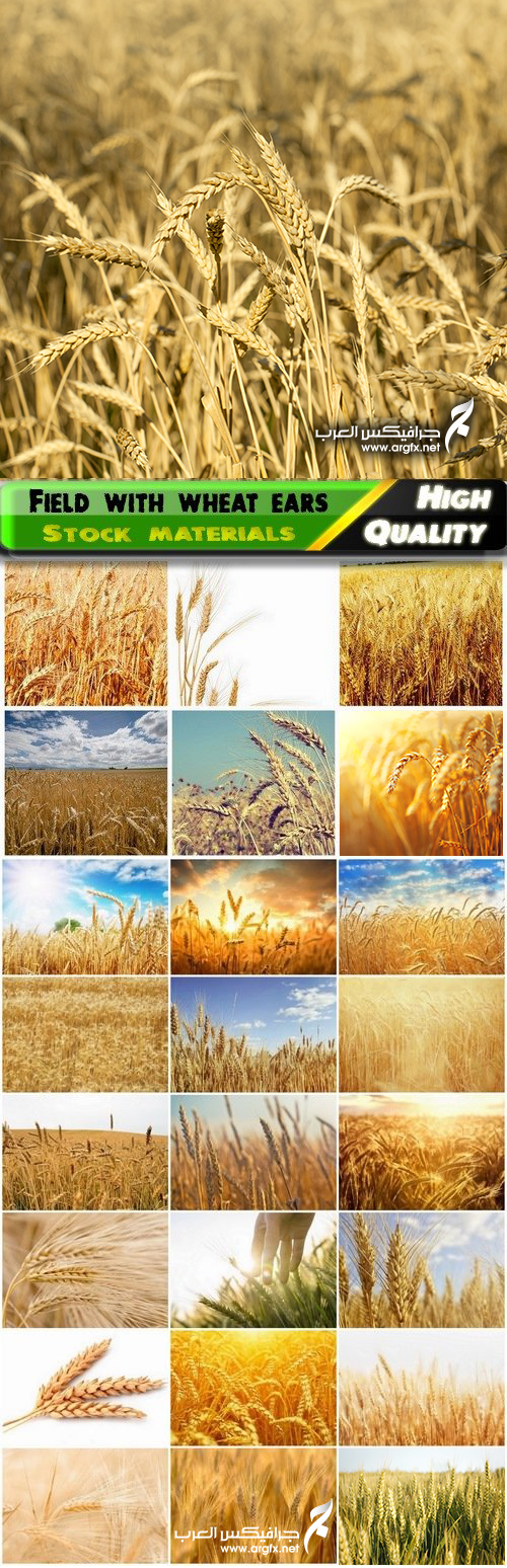  Field with wheat ears and cereals in sunny day - 25 HQ Jpg