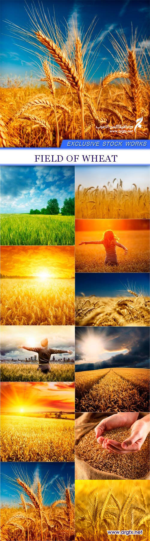  Field of wheat 11X JPEG