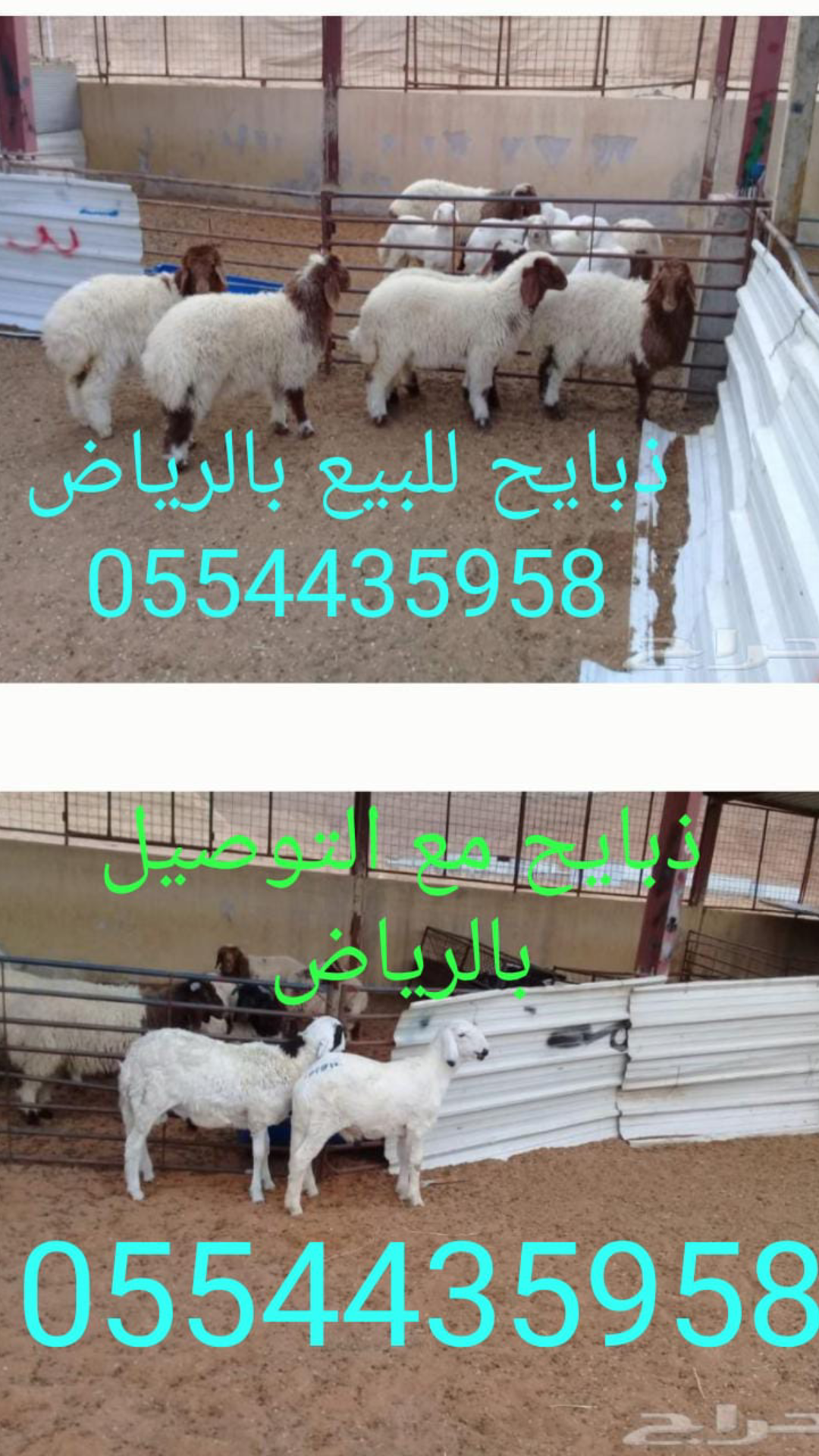ذبايح حري للبيع بالرياض 0554435958 ذبائح للبيع في الرياض P_1212myezc1