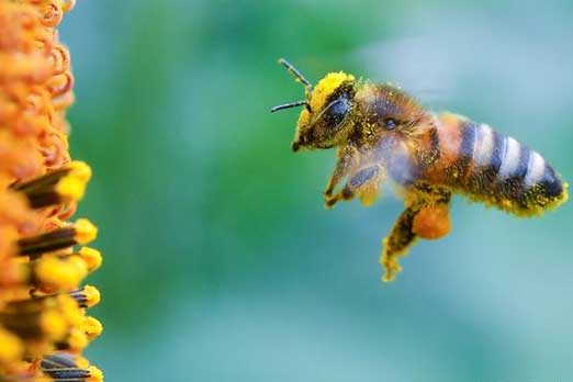انقراض النحل يدق ناقوس الخطر في العالم! P_932gqdp71